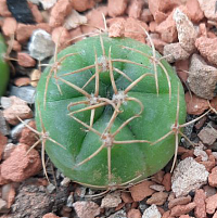 Gymnocalycium denudatum cv Jan Suba, 1,5-2 см сеянец